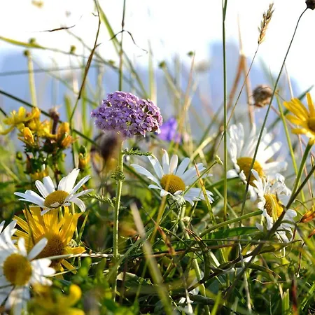 Çiftlik konaklama Hacklhof Kössen